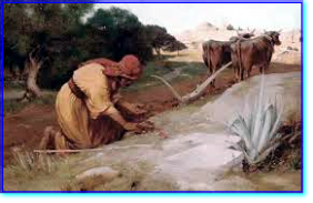 Campo di grano Campo