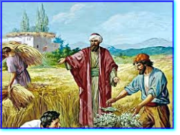 Campo di grano Campo