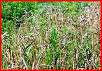 Zizzania e grano Zizzania